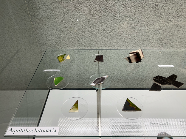 view of several pieces of the fictitious species viridochelis profundus, by IDiA